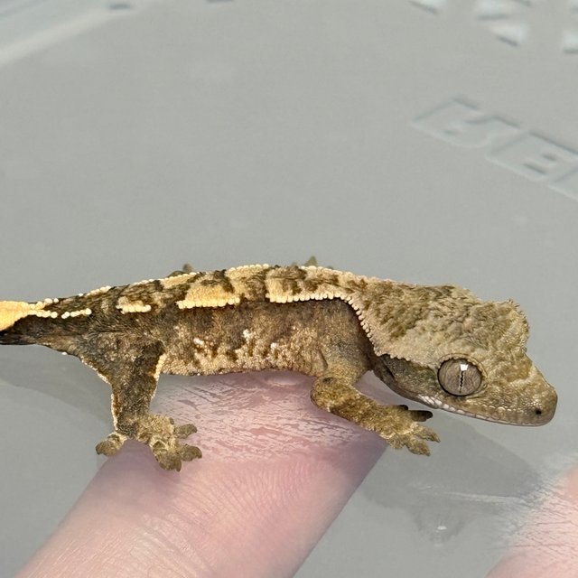 노멀 트라이 드리피 화이트스팟