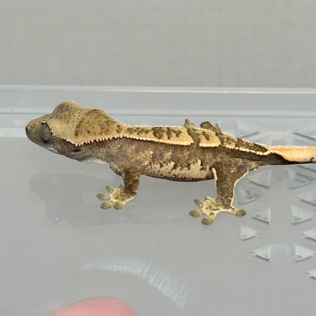 노멀 트라이 드리피 화이트스팟