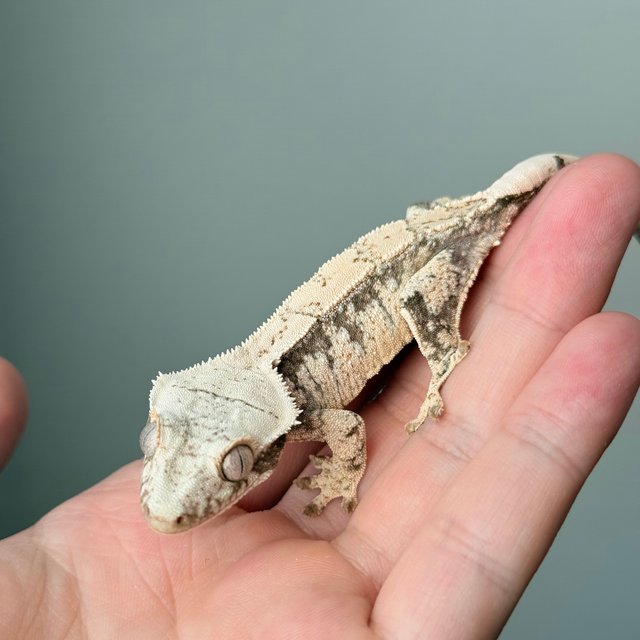 노멀 트라이 드리피 화이트스팟