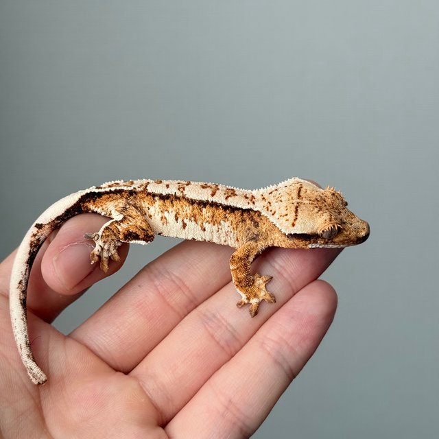 노멀 트라이 드리피 화이트스팟