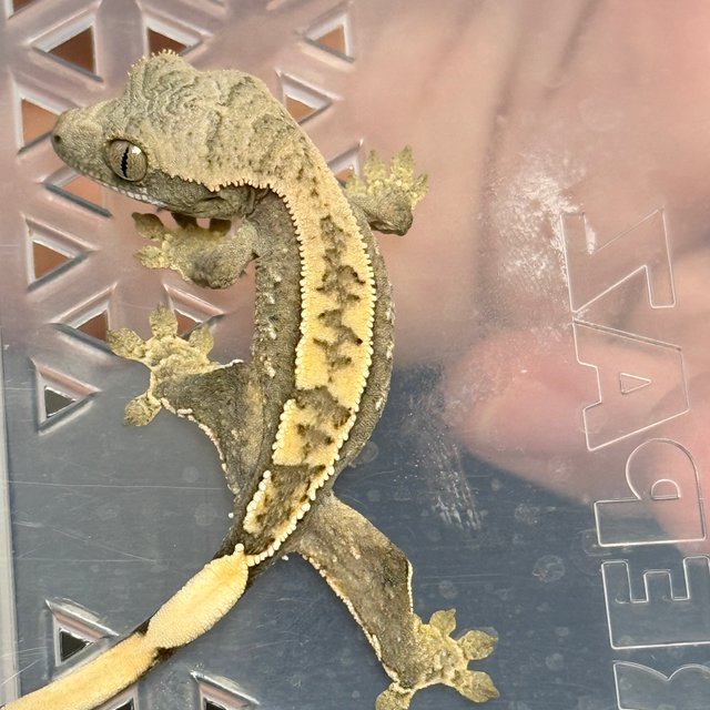 노멀 트라이 드리피 화이트스팟