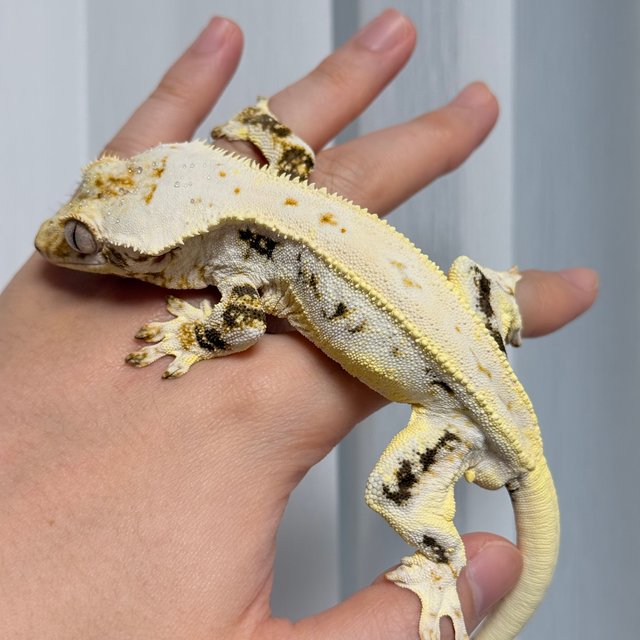 트라이 릴리화이트