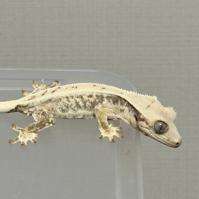 트라이 릴리화이트