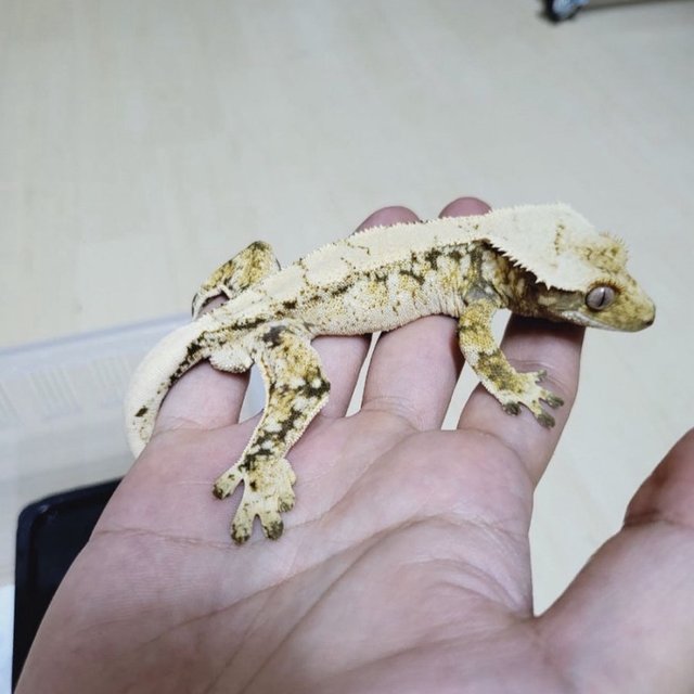 노멀 트라이 드리피 화이트스팟