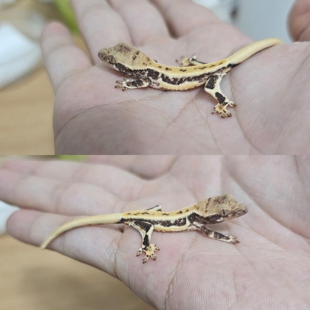 트라이 드리피 화이트스팟 릴리화이트