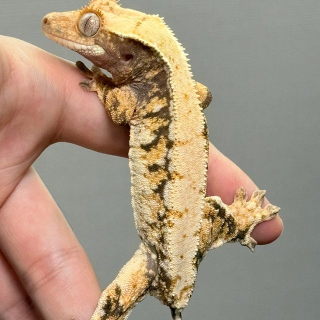 노멀 트라이 드리피 화이트스팟