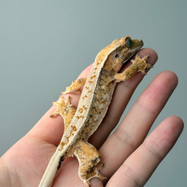 노멀 트라이 드리피 화이트스팟