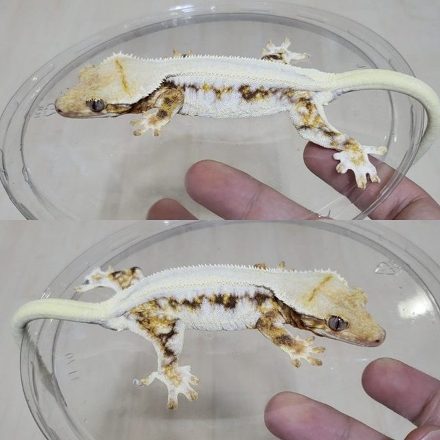 트라이 드리피 화이트스팟 릴리화이트