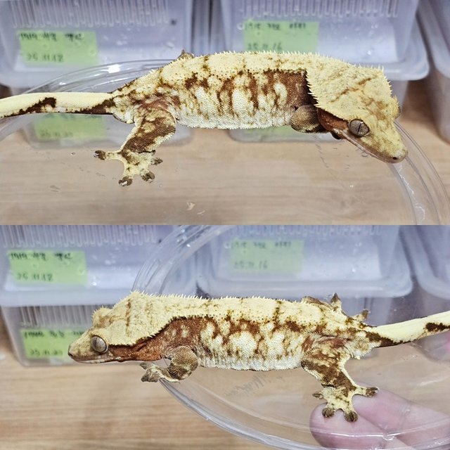 노멀 레드 드리피 화이트스팟