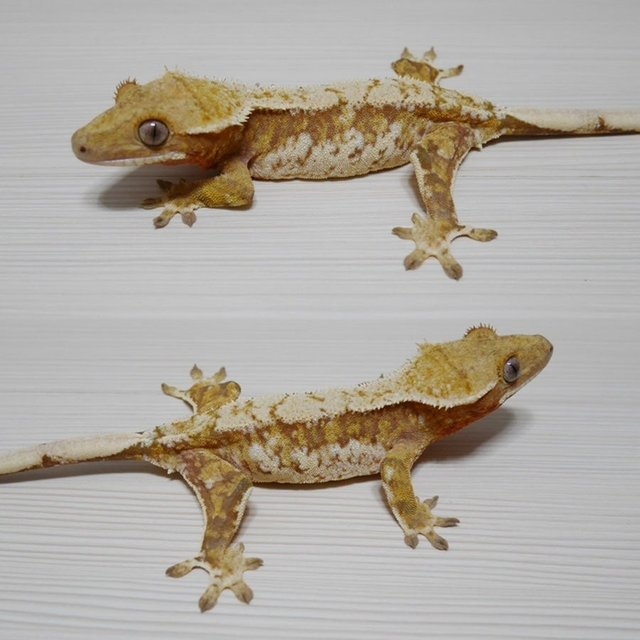 노멀 레드 트라이 드리피 화이트스팟