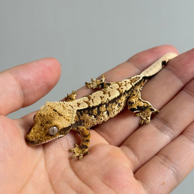 노멀 트라이 드리피 화이트스팟