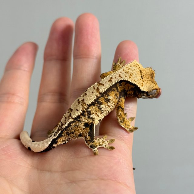 노멀 트라이 드리피 화이트스팟