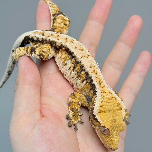 노멀 트라이 드리피 화이트스팟