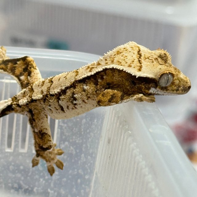 노멀 트라이 드리피 화이트스팟