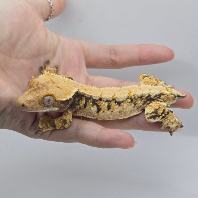 노멀 트라이 드리피 화이트스팟