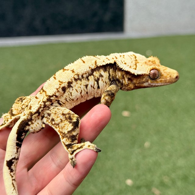 노멀 트라이 드리피 화이트스팟