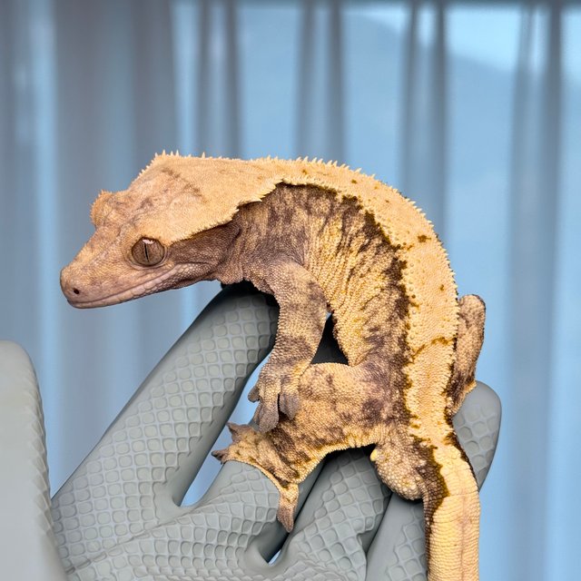 노멀 텐저린 트라이