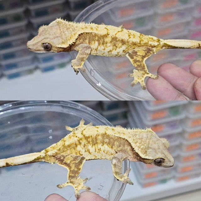 노멀 레드 트라이 드리피 화이트스팟