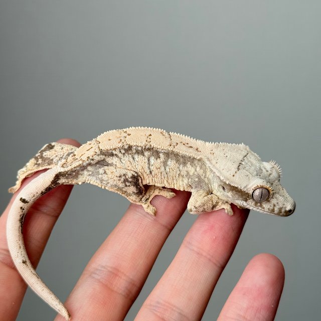 노멀 트라이 드리피 화이트스팟