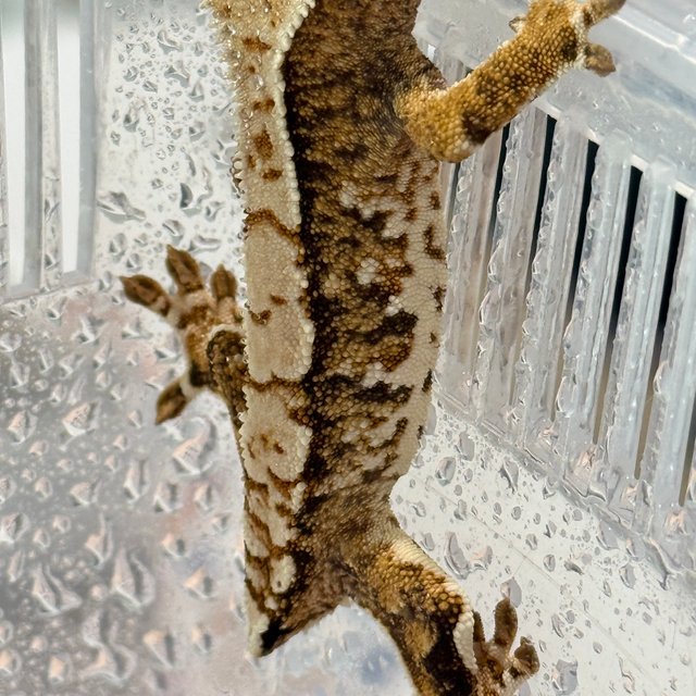 노멀 트라이 드리피 화이트스팟