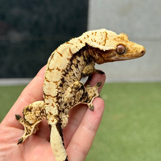 노멀 트라이 드리피 화이트스팟