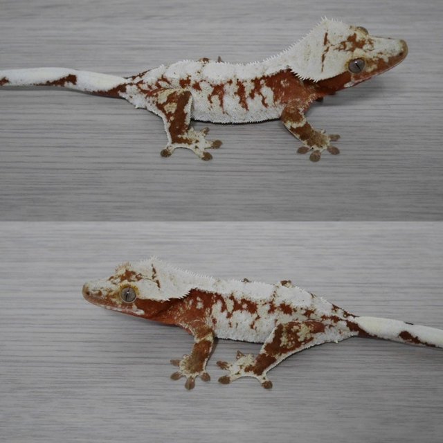 노멀 레드 드리피 화이트스팟