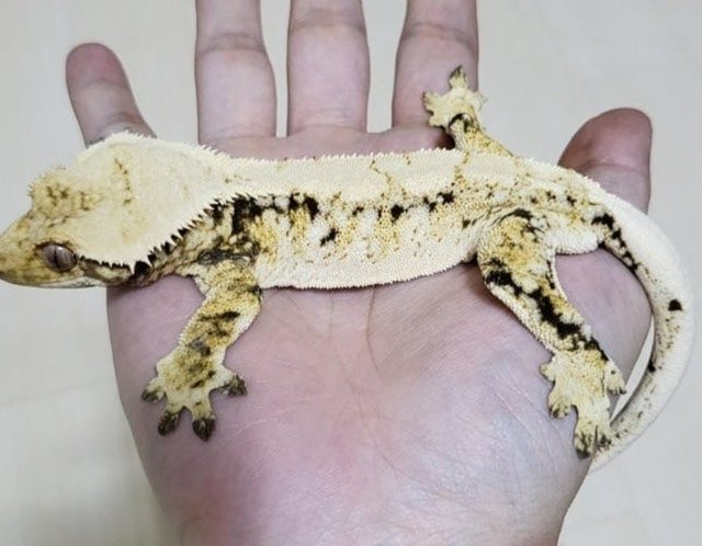 노멀 트라이 드리피 화이트스팟