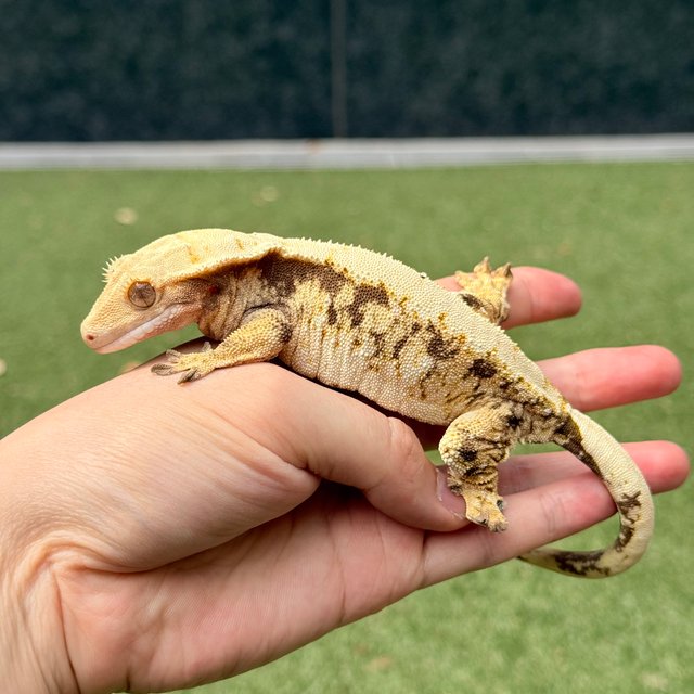 노멀 트라이 솔리드백