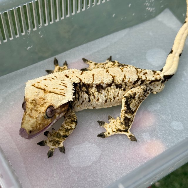 노멀 트라이 드리피 화이트스팟