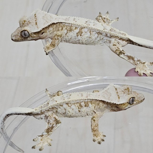 노멀 트라이 드리피 화이트스팟