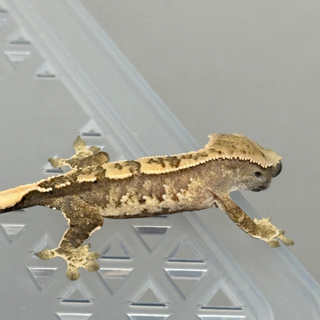 노멀 트라이 드리피 화이트스팟