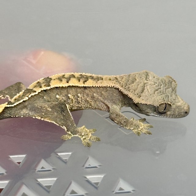 노멀 트라이 드리피 화이트스팟