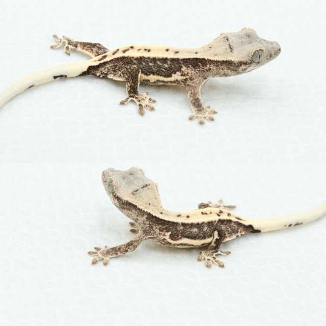 트라이 릴리화이트