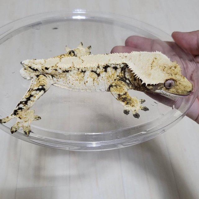 노멀 트라이 드리피 화이트스팟