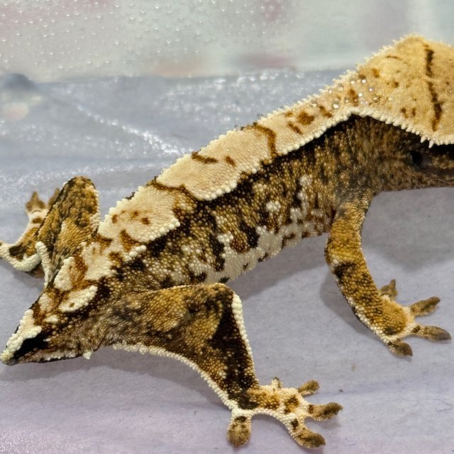 노멀 트라이 드리피 화이트스팟