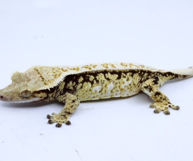 노멀 트라이 드리피 화이트스팟