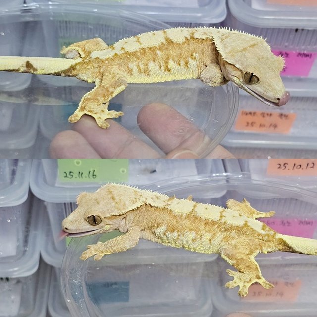 노멀 트라이 옐로우 드리피 화이트스팟