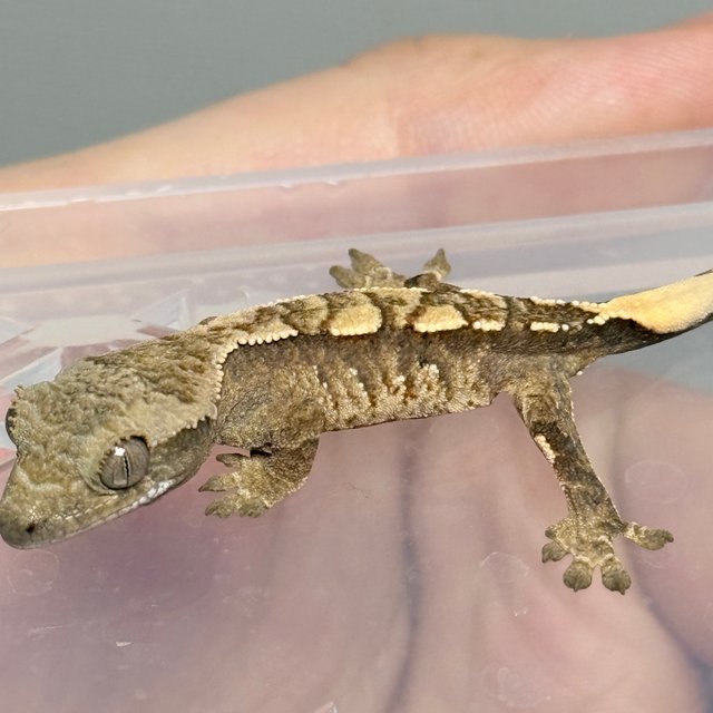 노멀 트라이 드리피 화이트스팟