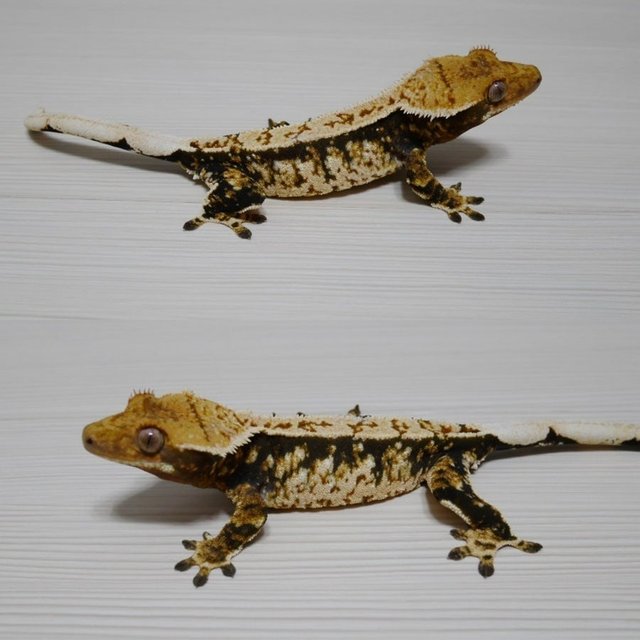 노멀 트라이 드리피 화이트스팟