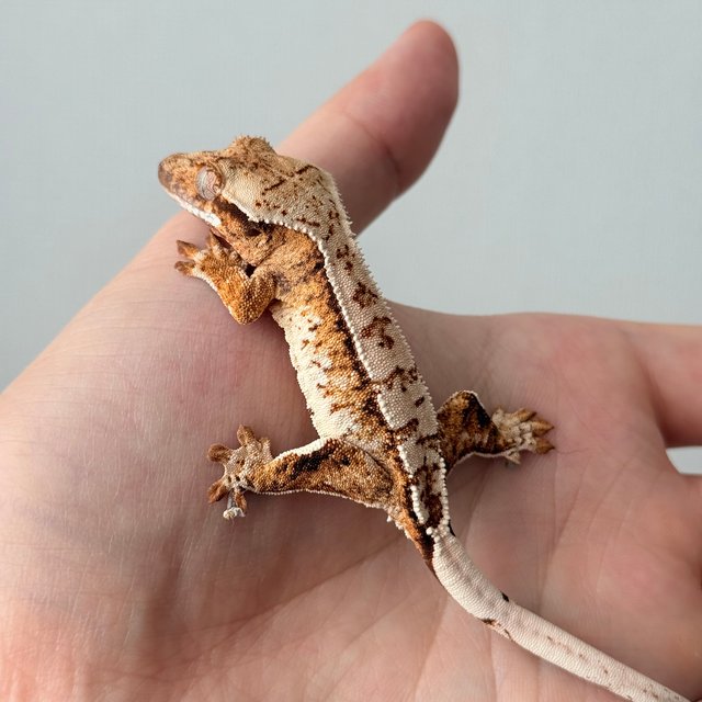 노멀 트라이 드리피 화이트스팟