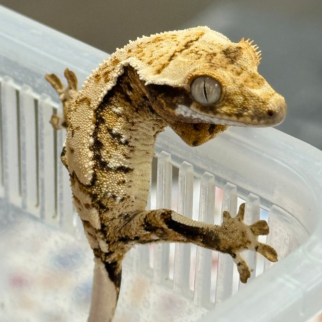 노멀 트라이 드리피 화이트스팟