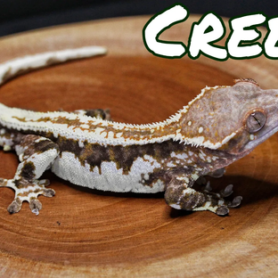 크리드(creed)