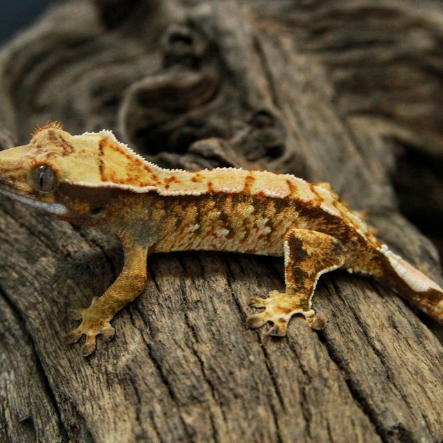 트라이 익스트림할리퀸