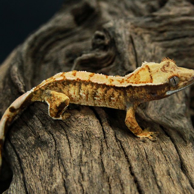 트라이 익스트림할리퀸