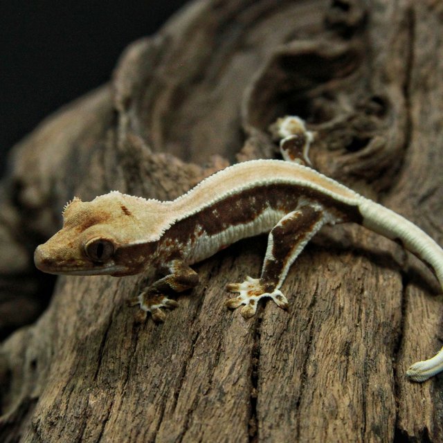 릴리화이트 쿼드 풀핀 핀스트라이프 솔리드백