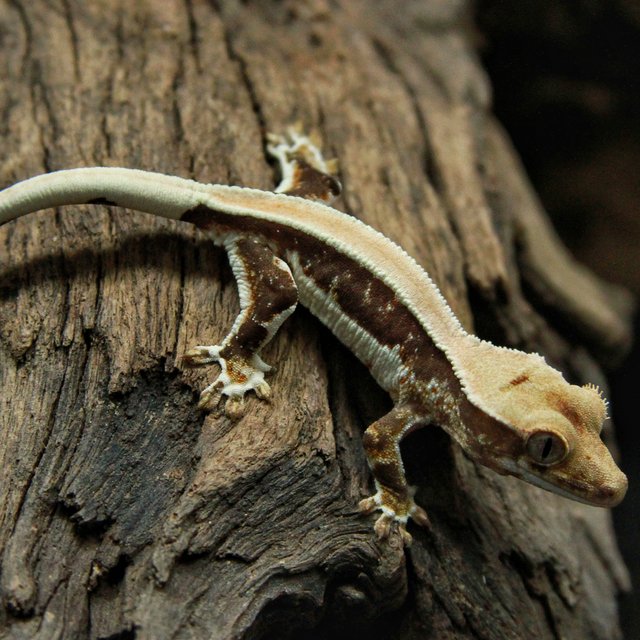 릴리화이트 쿼드 풀핀 핀스트라이프 솔리드백