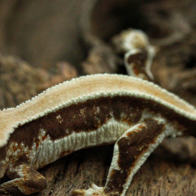 릴리화이트 쿼드 풀핀 핀스트라이프 솔리드백