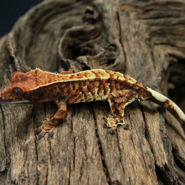 카푸치노 트라이 익스트림할리퀸