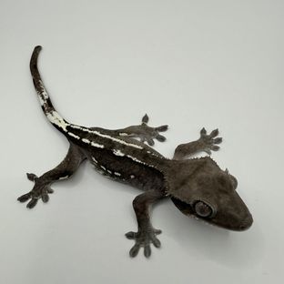 아잔틱