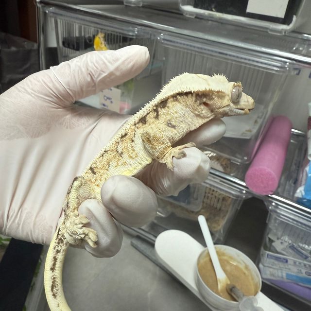 릴리화이트 트라이